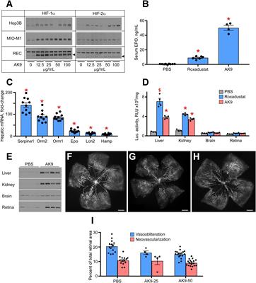 Rank Order of Small Molecule Induced Hypoxiamimesis to Prevent Retinopathy of Prematurity